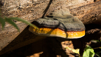 Mushroom Polyporus squamosus, growing on a tree. Polyporaceae.