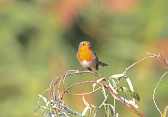 The European robin (Erithacus rubecula) is photographed in close-up sitting on a branch against a bright blurred background