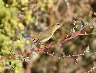 The common chiffchaff (Phylloscopus collybita) is photographed close-up in its natural habitat. The bird bathes in the rays of soft morning light.