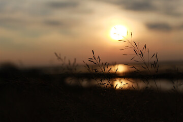 sunset in the field