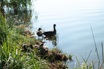 ducks on the grass