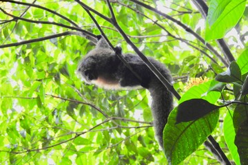 black and white MONKEY