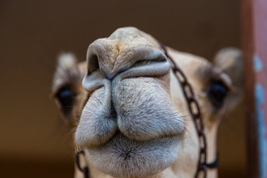 アラブ首長国連邦 Images Browse 1,519 Stock Photos, Vectors, and Video Adobe