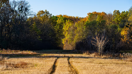 Traces of the car on dry grass in the meadow against the background of deciduous forest, landscape.