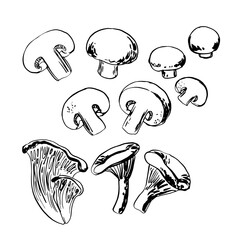 Sketch of food vegetables by line and watercolor. Edible mushrooms, champignons, chanterelles