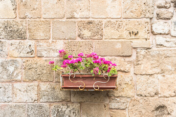 Pink flowers in an outdoor plastic planter against a plain old stone wall