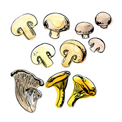 Sketch of food vegetables by line and watercolor. Edible mushrooms, champignons, chanterelles