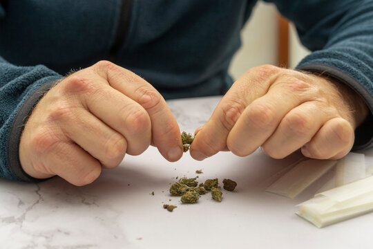 Close up of Caucasian man's hands dismembering marijuana to make a cigar