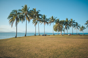 palm trees on the beach