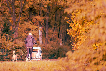 Unrecognizable woman seen from behind going on a walk with her leashed dog and a baby stroller in early morning with colorful tree foliage in autumn on a sunny day
