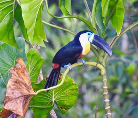 toucan on a branch