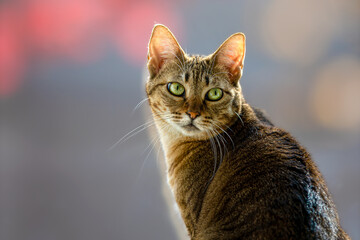 キジトラ 窓辺 紅葉 猫 Cat brown tabby