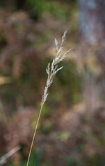 autumn. Selective soft focus of beach dry grass, reeds, stalks blowing in the wind at golden sunset light, horizontal, blurred sea on background, copy space Nature, summer, grass concept