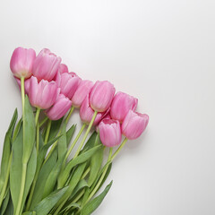 group of pink tulips on a white background