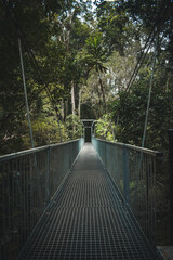 bridge forest