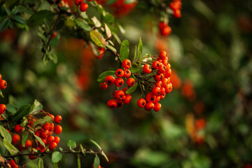 red berries on a tree