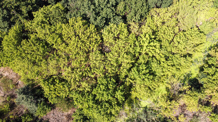Bird's eye view of the green forest. Natural background
