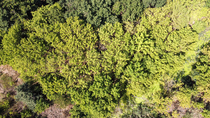 Obraz premium Bird's eye view of the green forest. Natural background