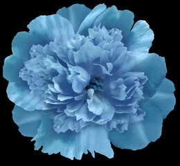 peony flower  blue isolated on the black background..  Close-up. Nature.