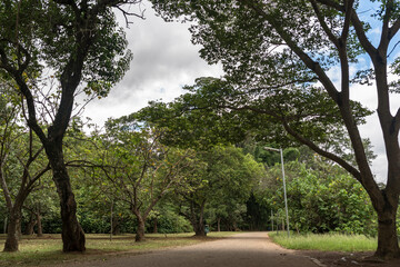 Obraz premium A pathway, an alley, surrounded by trees in a cold day