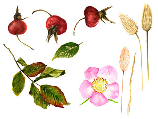 Watercolor illustration set of Rosa canina