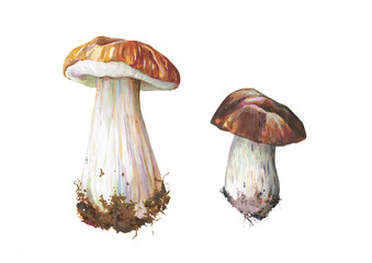 Mushroom botanical illustration. Hand painted drawing isolated design element for menu, shop