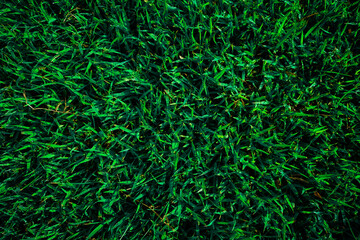 Green lawn pattern and texture background.