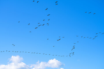 青空の中を隊列を組んで移動する渡り鳥