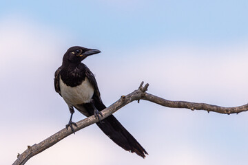 Magpie or pica pica perched on a tree branch on sky background