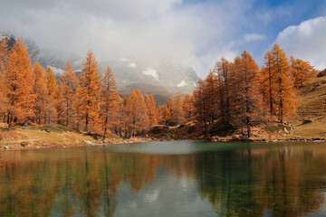 Autumn in Aosta Valley,Alps Italy.Yellow-brown pines.Around Blue lake and Matterhorn.