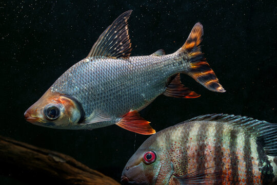 Flagtail prochilodus (Semaprochilodus insignis) and Red Mouthbrooder Severum (Heros liberifer)