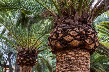 Picture of palm trees in Tenerife.