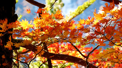 紅葉 - Autumn leaves - 红叶