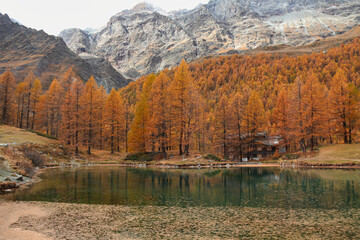 Autumn in Aosta Valley,Alps Italy.Yellow-brown pines.Around Blue lake and Matterhorn.