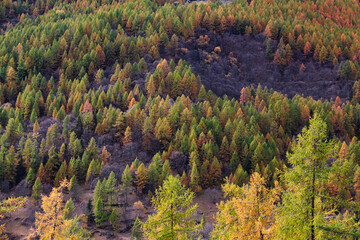 Autumn in Aosta Valley,Alps Italy.Yellow-brown pines.