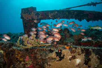Fototapeta na wymiar Blackbar Soldierfish hide on wreck on the reefs off St Martin, Dutch Caribbean