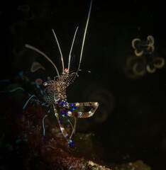 Spotted cleaner shrimp on the reefs in St Martin, Dutch Caribeban