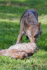 Jagender Wolf