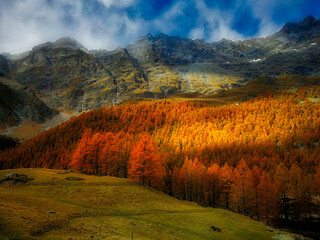 Autumn in Aosta Valley,Alps Italy.Yellow-brown pines.