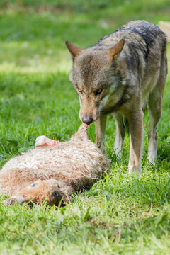 Jagender Wolf