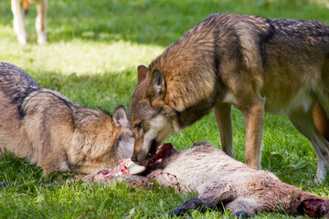 Jagender Wolf