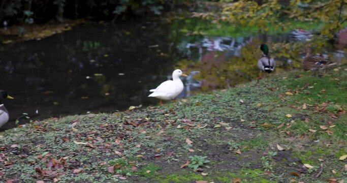 white Ducks on a little river in Düsseldorf Germany ( Düssel )