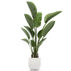 Fototapeta na wymiar tropical plants Strelitzia in a pot on a white background 