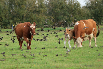 Fototapeta na wymiar Rinder auf der Weide in einem Vogelschwarm