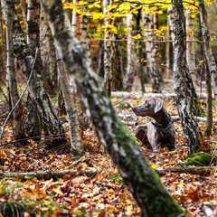 Weimaraner liegt zwischen Birken im Herbstwald