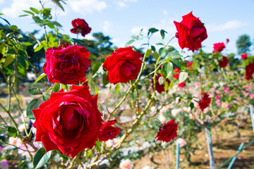 Obraz premium 赤系のばら