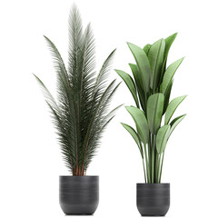 exotic plants in a black pot on white background