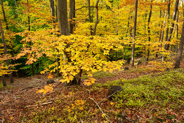 Fototapeta premium Laubwald Herbst