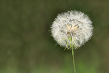 Fototapeta premium Taraxacum Löwenzahn 