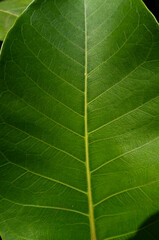 green leaf texture